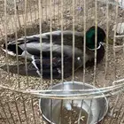 بطه خضاري صويب للبيع