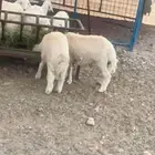 بهم حري نضيف شرط