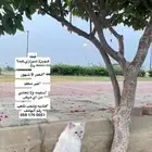 صامطه