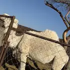 ناقة حايل للبيع