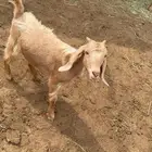 عناق كفو
