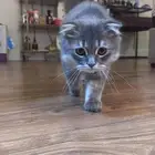 للبيع شيرازي ذكر