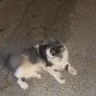 تم العثور على هذا القط في الشوقية