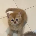 قطط سكوتش للبيع