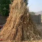 قصب للبيع يصلح للبقر