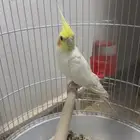 طائر كراون
