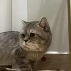 قط سكوتش ستريت لتزاوج