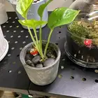 نباتات منزليه