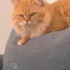 قط مفقود حي ظهرة لبن