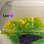 سمكة فايتر للبيع مع اكله والحوض والحجر