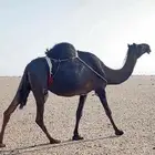 خلفه ثنو كفو
