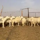 حريات صنف