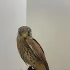 باشك مدرب جاهز