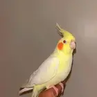 انثى كروان لتينو