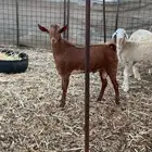 تيس محايلي مقفل شحم ولحم