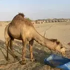 للبيع قعود