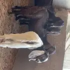 ذبائح تيوس