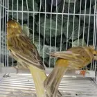 حبتين كناري مشمشي