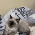 قط ذكر لعوب للبيع