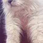 قطوتي مفقوده بحي المروج