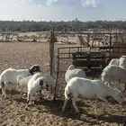 غنم رفد دفيع العدد 9