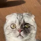 قط وقطه مع كامل اغراضهم للبيع