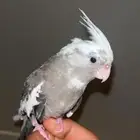 فرخ كروان هولندي