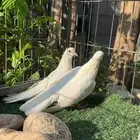 حمام صنعاني شيبه اصلي بحت