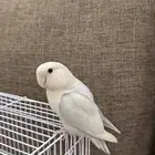 لمحبي اتميز أنثى روز أليفه جدا جاهزه للأنتاج محجله لون فاخر