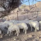 اضاحي للبيع
