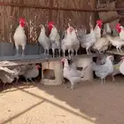 دجاج الالمنيوم الصافي