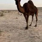 مجهم طيبه