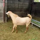 تيس فحل
