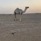 بكره وضحا كفو حقه اقدمو يا عشاقه الزين