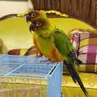 نان كنيور زوج اليف وهدد محلل بشهادة DNA