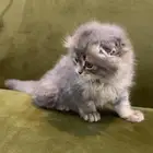 جبيل