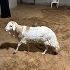 رفيدي للبيع