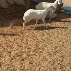 رخل رفيديه دافع