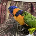 ببغاء لوري للبيع