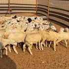 للبيع رخال رفيديات بلدي 75 الصحة شرط