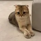 قطه سكوتش فولد مستوى عالي للتبني مع ملحقاتها