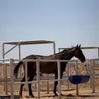 للبيع حصان انقليزي قفز