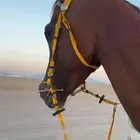 خيل شعبي اللبيع 3500