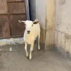 معزا ثنيه حايل