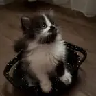 كيتن همالايا للبيع