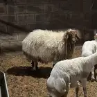حايل نعيميه سديس مقفله