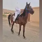 حصان معسوف