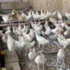 ديكة عربي وهجين