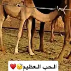 خلفه عليها قعود مسيومه 10 وقريبين