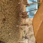 معزى مقاني طيبه